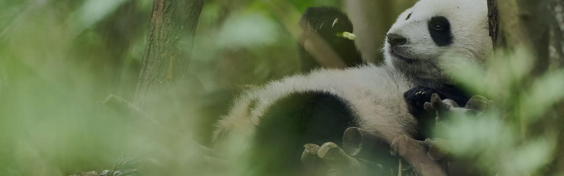 Moon, Mi amigo Panda